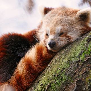 Red Panda