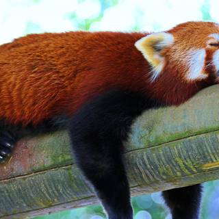 Red Panda