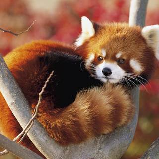 Red Panda