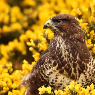 Majestic Hawk in Bloom