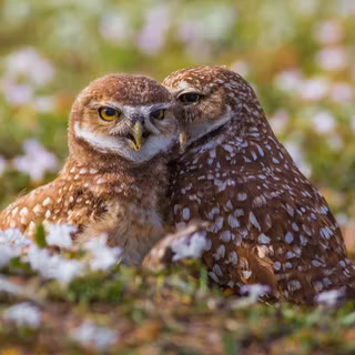 Burrowing Owls Embrace