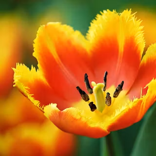 Tulipa Fabio