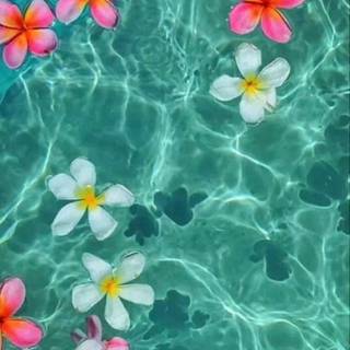 Hibiscus flowers in water