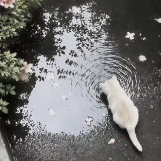 cat, animal