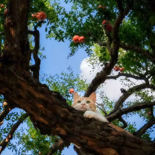 cat, tree, sky