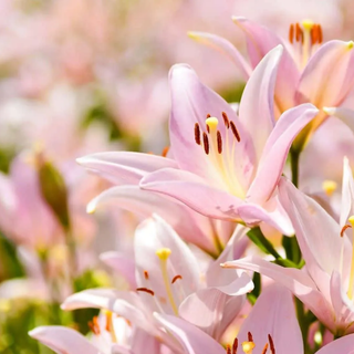 Lily Flowers