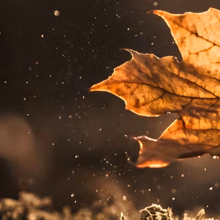 leaf, dust