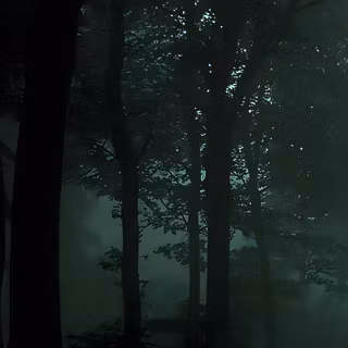 forest, tree, nature