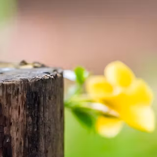 flower, tree, nature