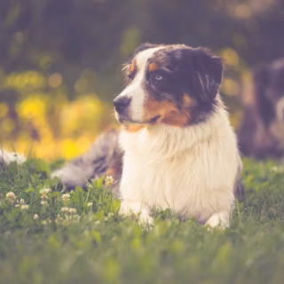 Australian Shepherd