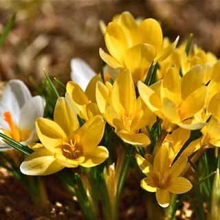 Crocus 'Romance'