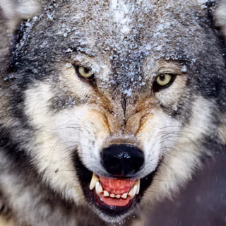 Wolf Escapes From Zoo