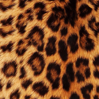 leopard print<3