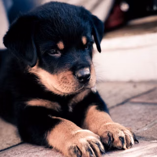 Cățeluș de rasă Rottweiler care se odihnește
