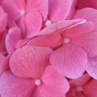  Flori roz de hortensie