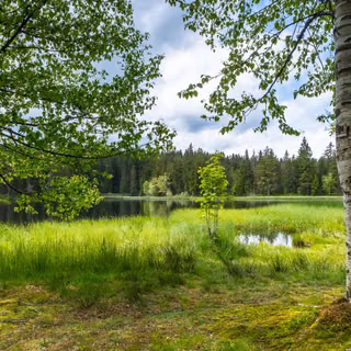 Birches by the lake