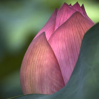 Boboc de lotus (Nelumbo nucifera)