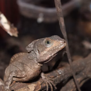Brown Basilisk Basiliscus