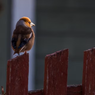 Portrait of a Hawfinch