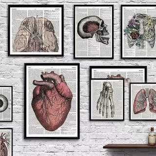 Anatomia Humana