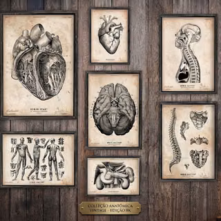 Anatomia