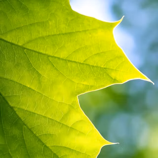 leaf, nature, green