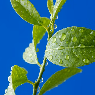 leaf, nature, green