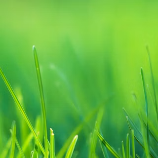 green, nature