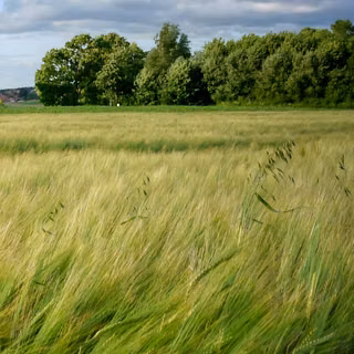 grass, nature, tree