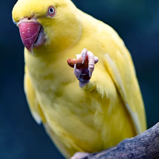 Yellow ringneck