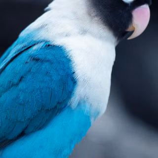 African love  bird