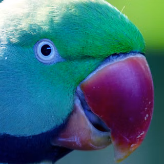 Green Parrot 