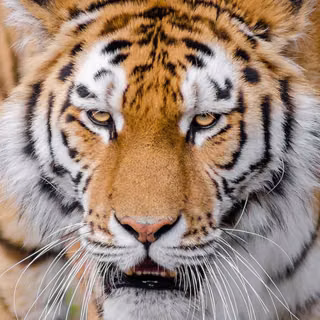 Angry Scarface Tiger
