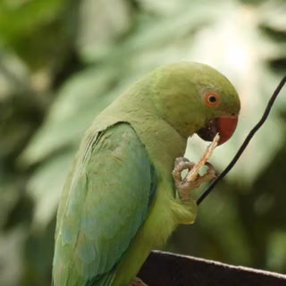 Parrot