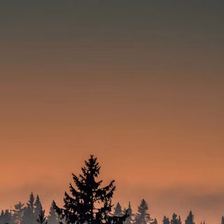 forest, tree, night, moon