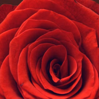 Red  Rose