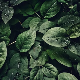 Green Leafs