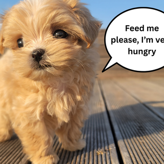 poor puppy