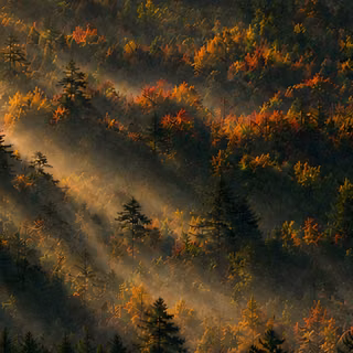 forest, grass, 4k