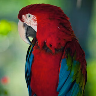 Australian Maccow Parrot 