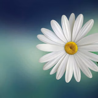Beautiful Flower 