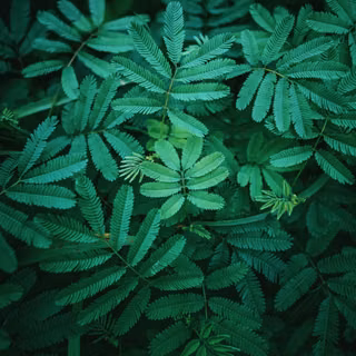 Leafs