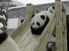 cute animals  wallpaper