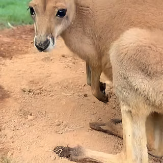 kangaroo, animal, 4k