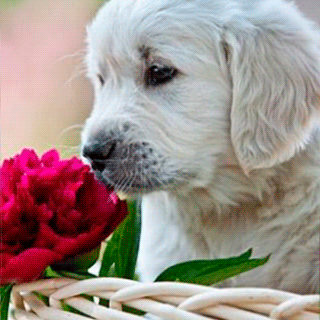 cute animals  and angel  wallpaper