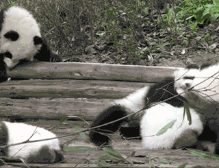 cute animals  wallpaper