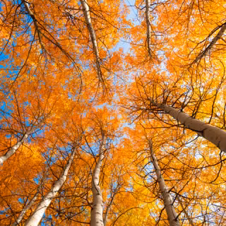 Grand Teton National Park Aspen Canopy