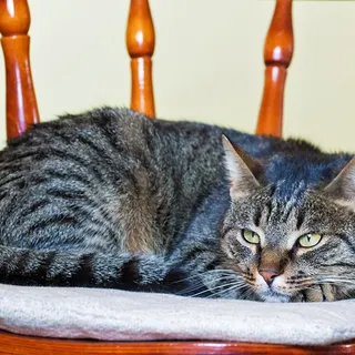 cat in bed  