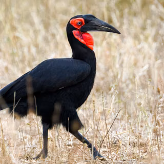 Tanzania Safari Southern Ground Hornbill Bird