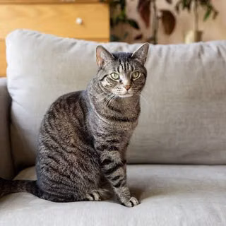 Feline Breeds, Domestic Shorthair Cats, and Color Patterns